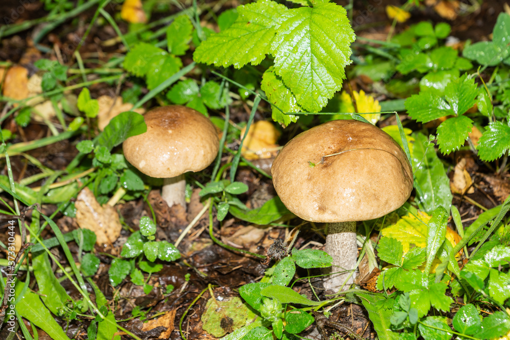 Selective focus on white mushroom on green grass. Selective focus on white mushroom on green grass.