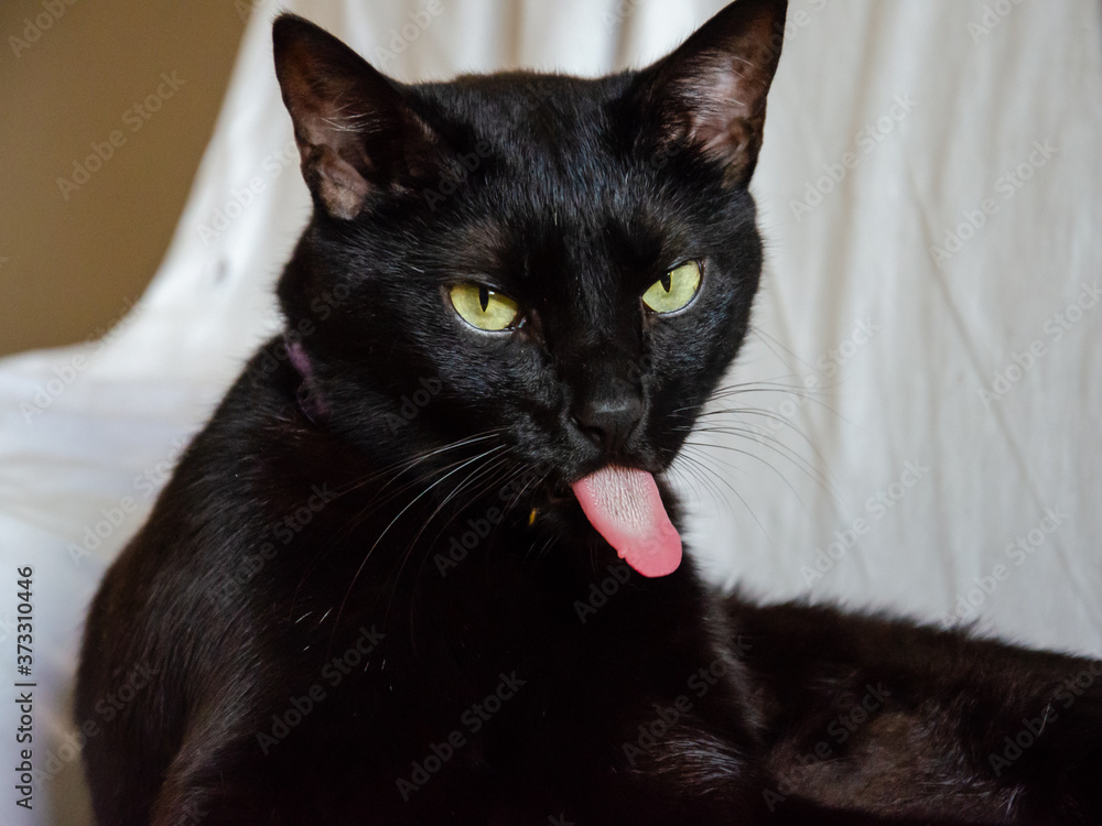 close up on a black cat face with tongue out looking to camera