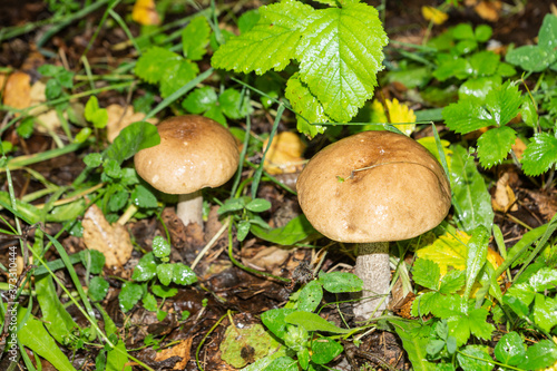 Selective focus on white mushroom on green grass.