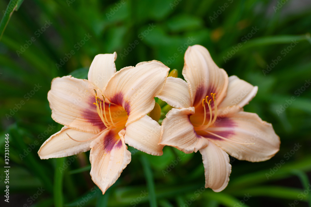 Pale pink lily, lily green scene background Pale pink lily, lily green scene background