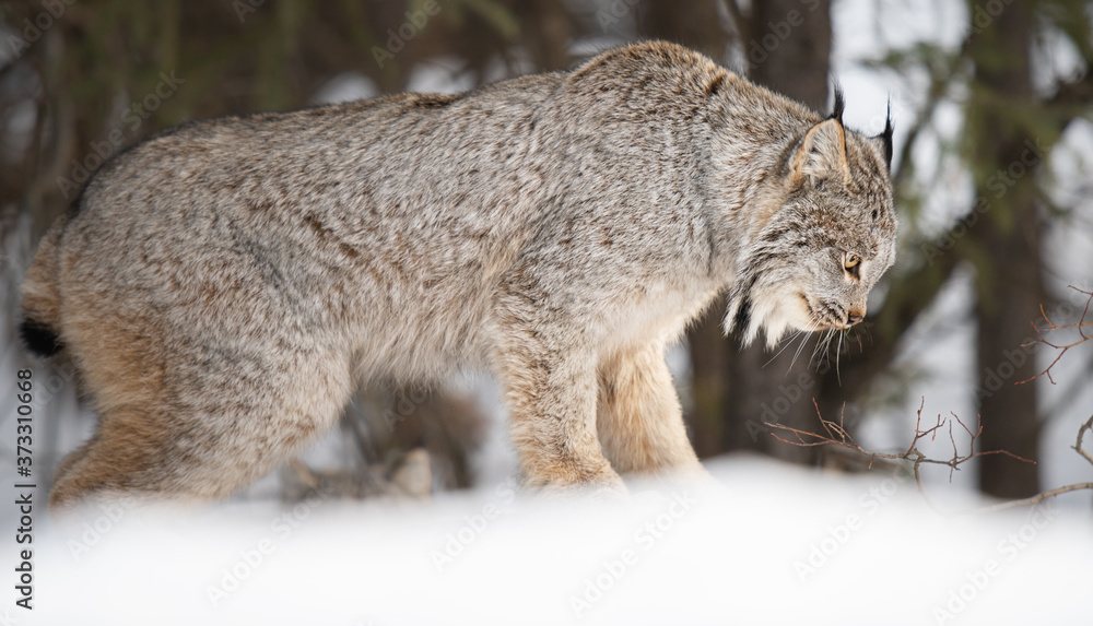 Obraz premium Canadian lynx in the wild