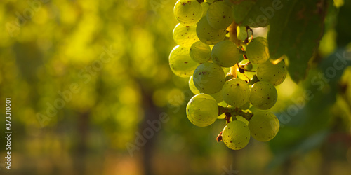 Close-up green riesling grapes with bokeh