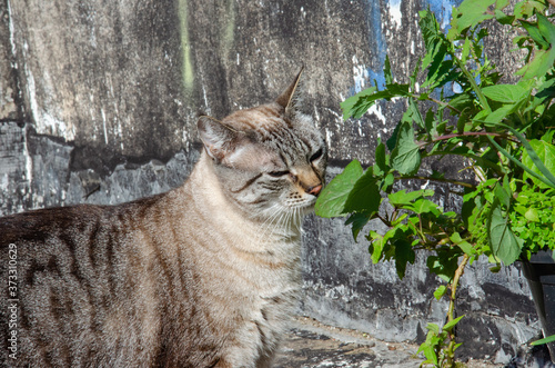 Photography close up on grey tabby cat face smelling a plant outdoor