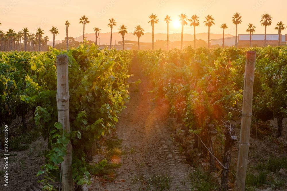 Obraz premium Vineyard during sunrise with palm trees