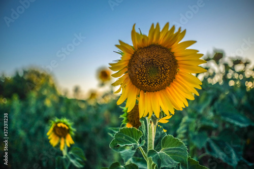 pretty sunflowers in the field