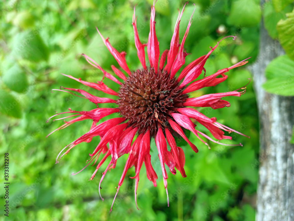 Photo of a blooming double monarda. Oswego tea.