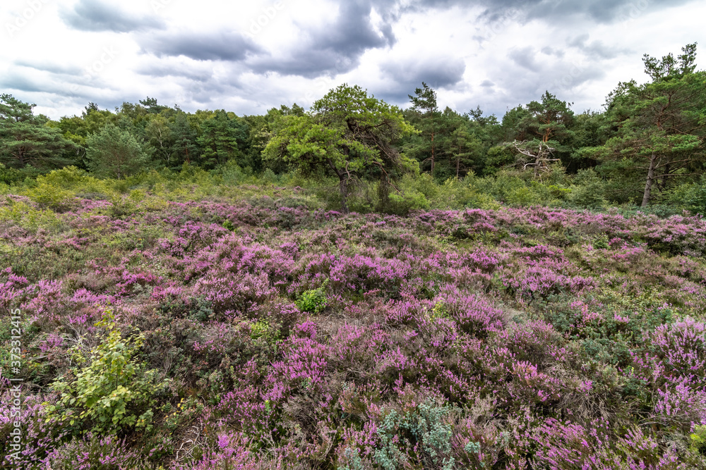Obraz premium Moorland with Flowering Heath, Totes Moor, Steinhuder Meer, Germany