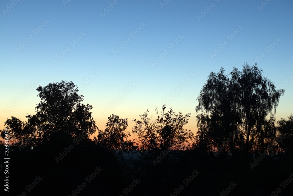 Silhouettes of bushes and trees on the background of the sunset sky 