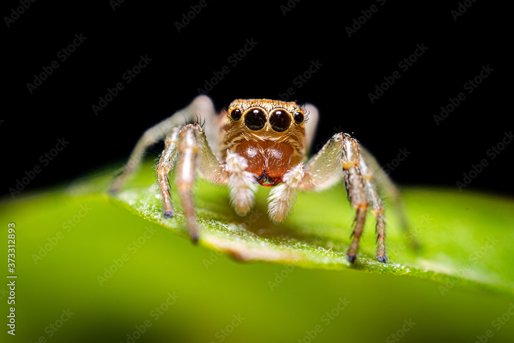 Naklejka premium primo piano di un ragno saltatore poggiato su una foglia di basilico