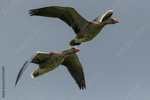 Flying Greylag Geese (Ansa ansa)
