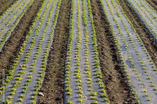 Wallpaper Mural strips of lettuce planted in the field Torontodigital.ca