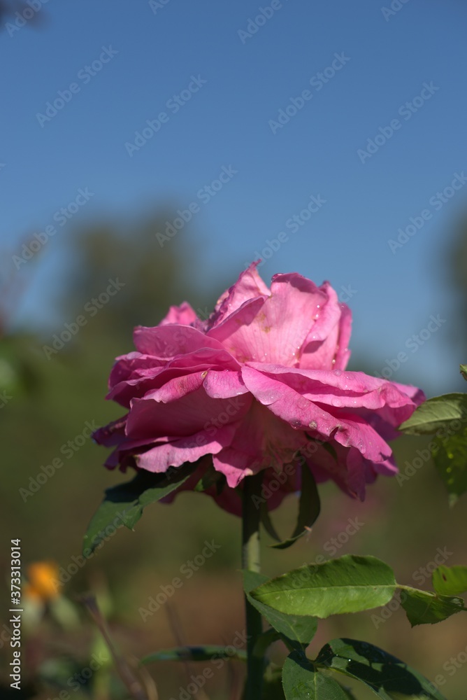 One large pink rose flower with calami on the petals, shot from below