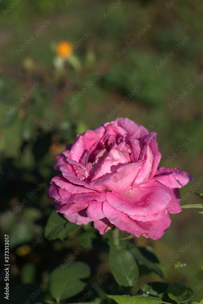 Close-up pink rose flower with drops on petals in the garden Close-up pink rose flower with drops on petals in the garden