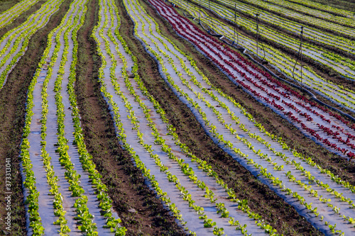Wallpaper Mural strips of lettuce planted in the field Torontodigital.ca