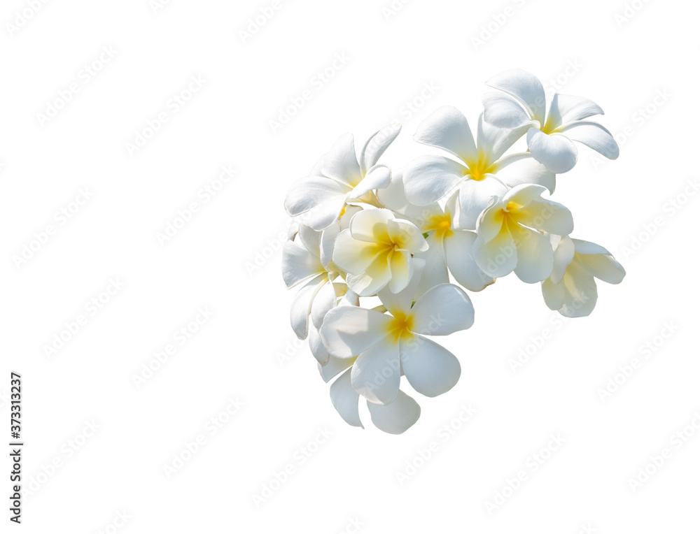 White plumeria flowers. Plumeria flowers isolated on white background White plumeria flowers. Plumeria flowers isolated on white background