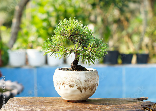 Japanese Black pine bonsai in pot.