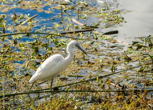 A Great Egret feeding in a swamp at Green Cay Wetlands, Delray Beach, Florida USA