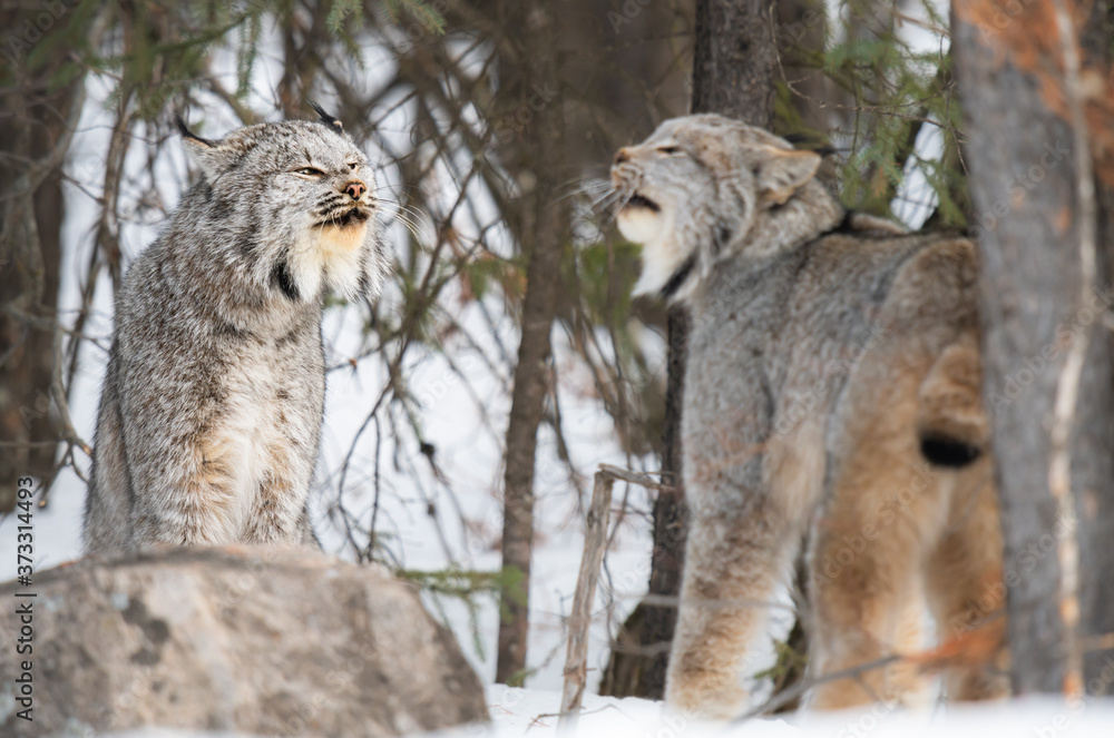 Naklejka premium Canadian lynx in the wild