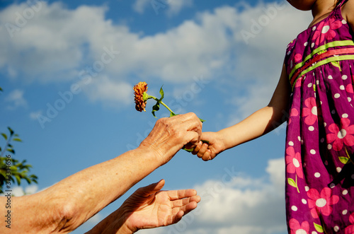 A child gives a flower to an old grandmother. The granddaughter gives a flower to her old grandmother. The child's gratitude to the elders. Flower in an old and child's hand close-up. Care and love 