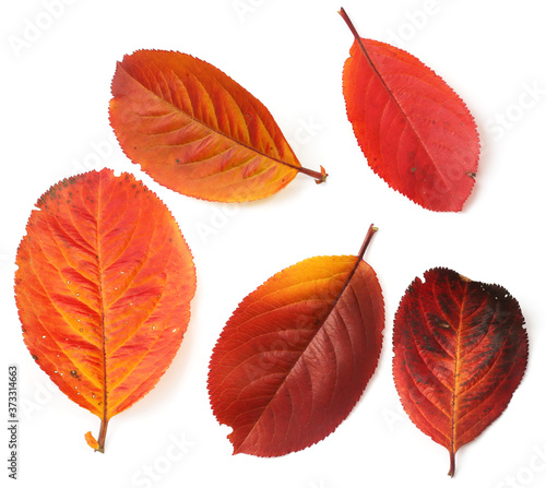 Set of beautiful autumn leaves