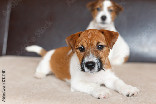 Two cute Jack Russell Terrier puppies. Love for pets, dog day. © Natalia