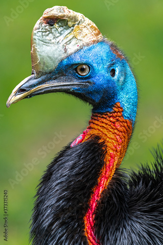 Northern or One-wattled Cassowary (Casuarius unappendiculatus) photo