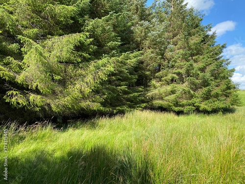 Long grasses, and large fir trees, high on the hills above, Buckden, Skipton, UK