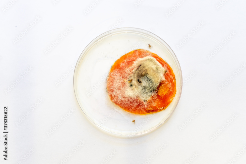 view of growing mold on the surface of a rotten tomato. view of growing mold on the surface of a rotten tomato.