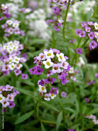 purple flowers in the garden