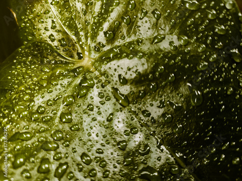 Abtract​ background texture of water drops on leave with selective focus on 