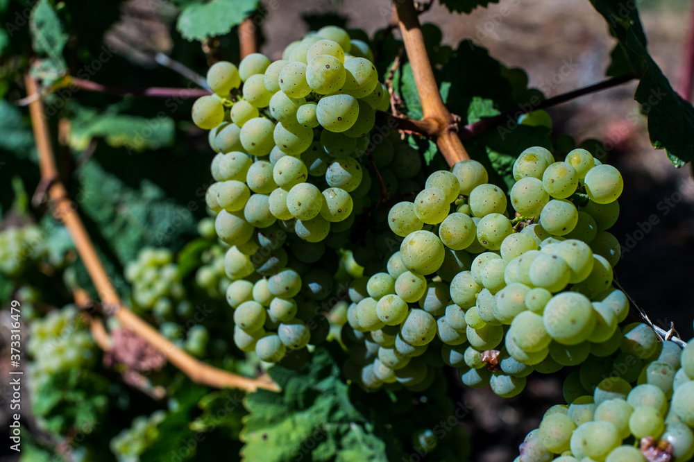 The grapes grow in the field under the sun The grapes grow in the field under the sun
