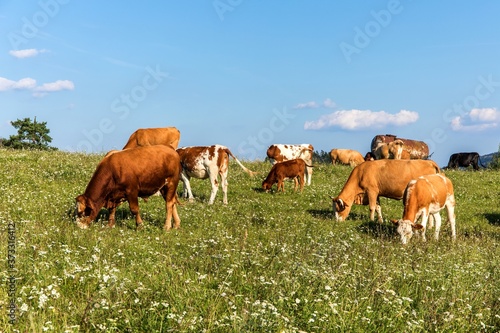 Cows on a summer pasture in Czech Republic - Europe. Bio farm. Cattle grazing. Czech countryside.