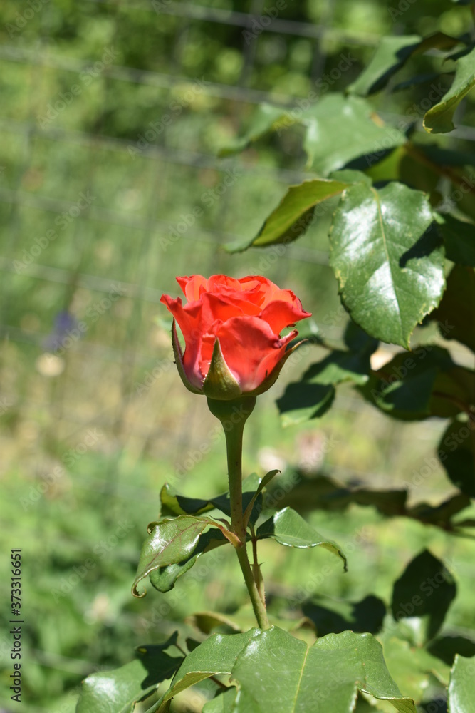 red rose in the garden