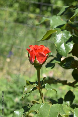 Wallpaper Mural red rose in the garden Torontodigital.ca
