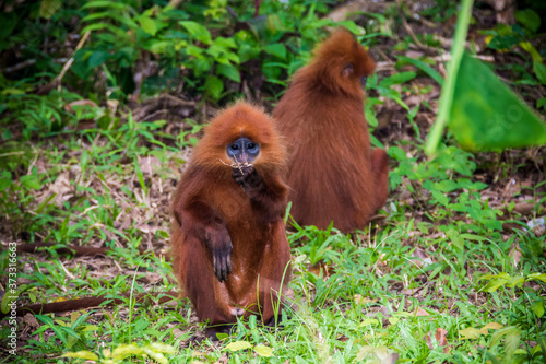 Photography Kinabatangan river, Sabah, Borneo- JANUAR 2019: Beautyfull Red leaf monkey Presb