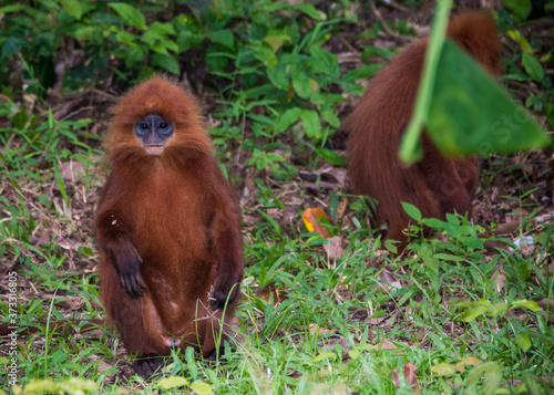 Kinabatangan river, Sabah, Borneo- JANUAR 2019: Beautyfull Red leaf monkey Presbytis rubicunda photo