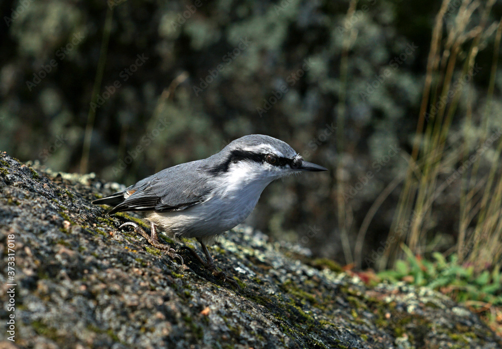 grey nuthatch sitting on a rock grey nuthatch sitting on a rock