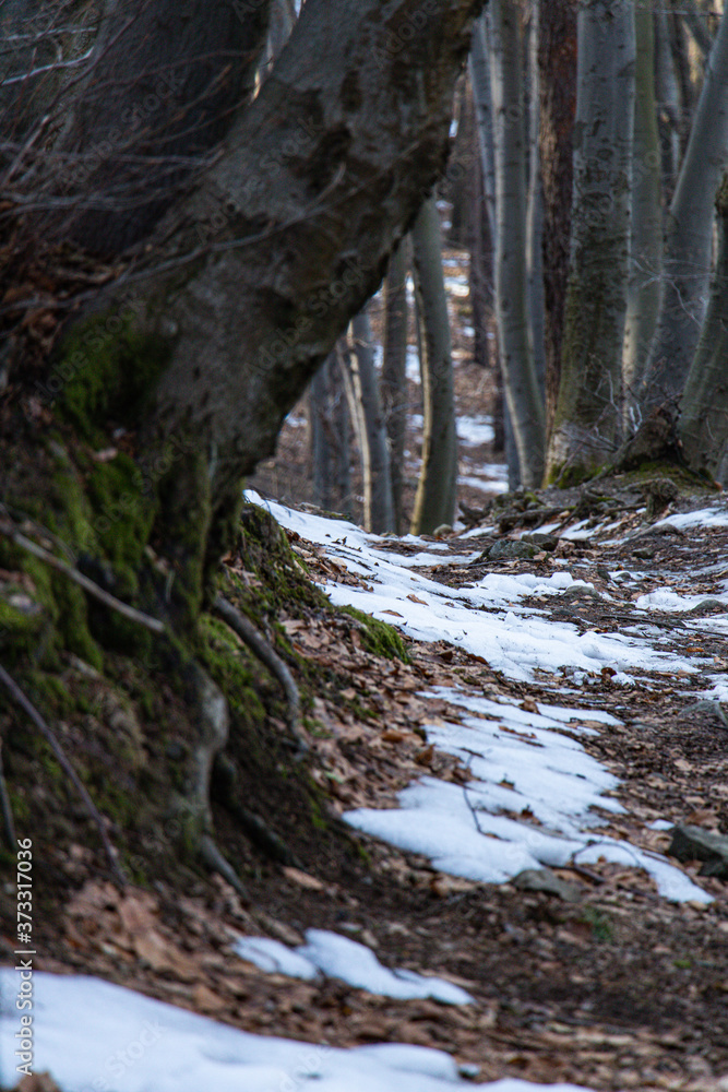Snow in the forest Snow in the forest