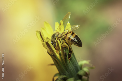 Selective focus shot of a bee on an unbloomed yellow dandelion photo