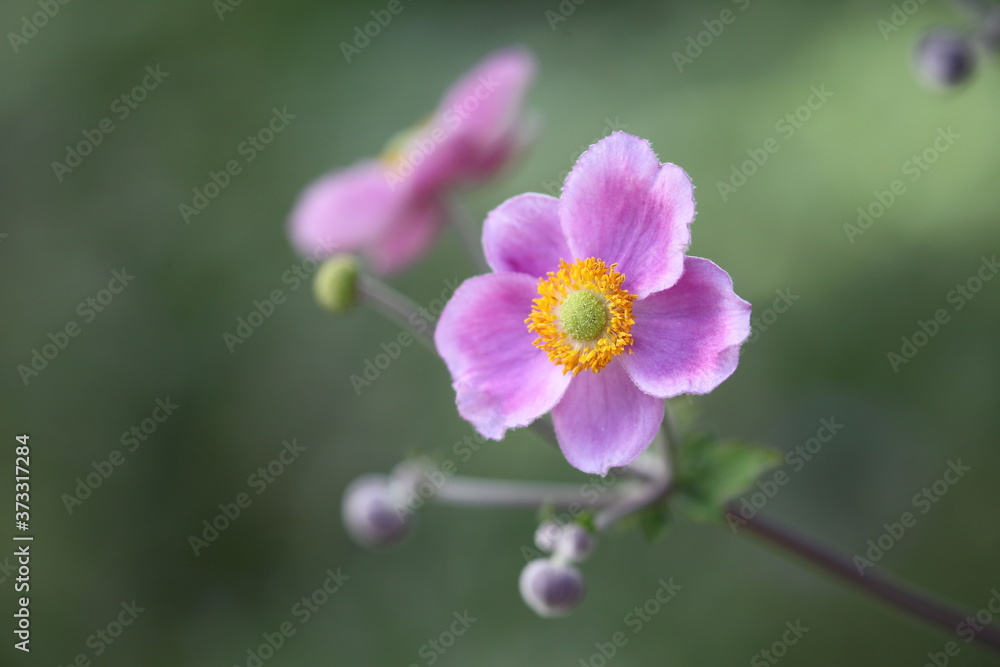 Japananemone