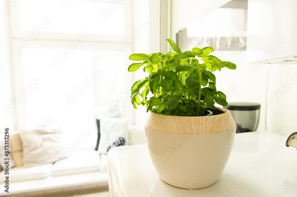 Basil in a pot in a cozy kitchen in the warm sunshine in front of the window, with pillows on the February bench.
