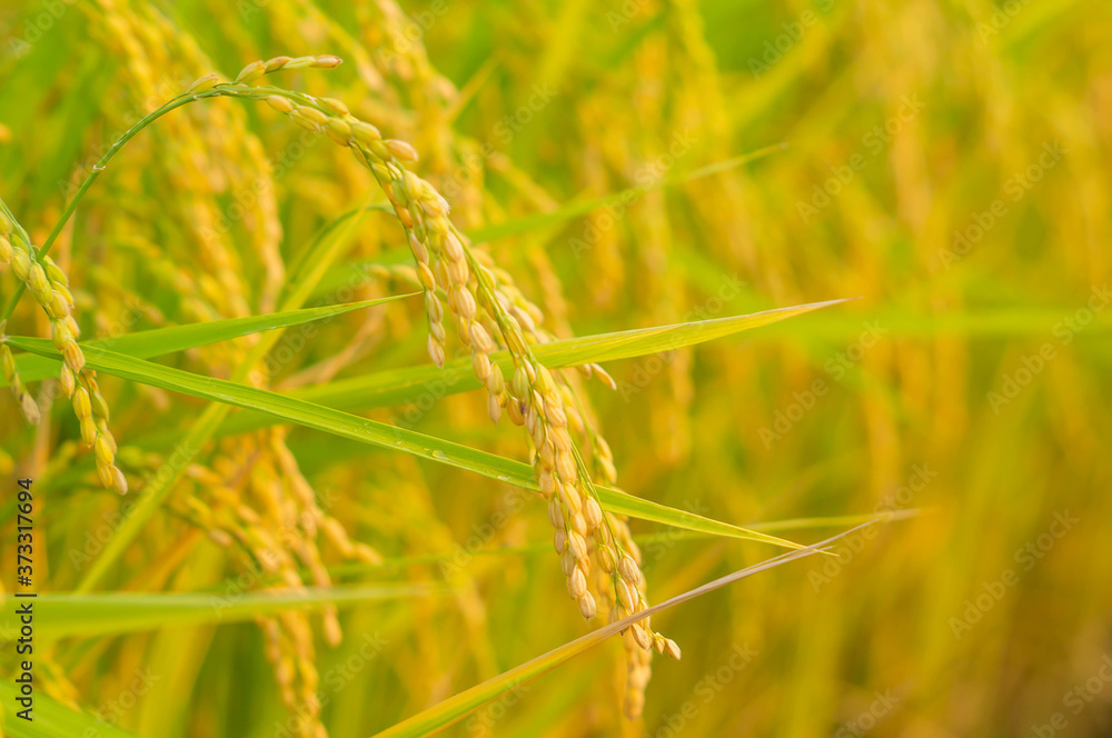 Selective Focus of Yellow Japanese Rice Field. Selective Focus of Yellow Japanese Rice Field.