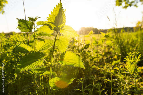 Nettles on a summer meadow in the backlight of the sunset. photo