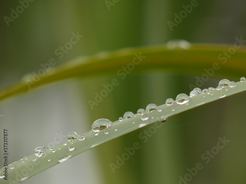 Broadleaf cattail (Typha latifolia) - close up of green leaves with raindrops