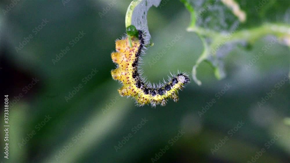 the caterpillar moves on a green cabbage leaf. Close-up in the garden.
the caterpillar moves on a green cabbage leaf. Close-up in the garden.