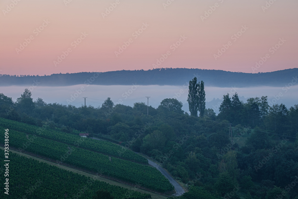 Vineyard with trees in misty dawn