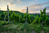 Vineyard with vines in dawn