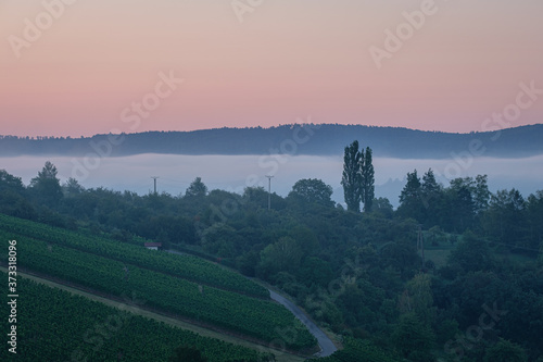 Vineyard with trees in misty dawn photo