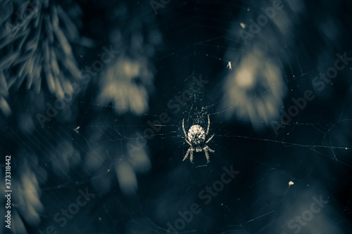 Horror background spider web and Spider as symbols of Halloween. Happy Halloween concept. copy space