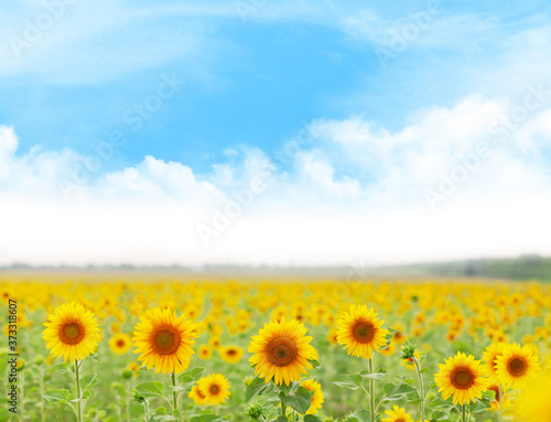 Sunny sunflower field